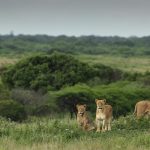 Private safari tours