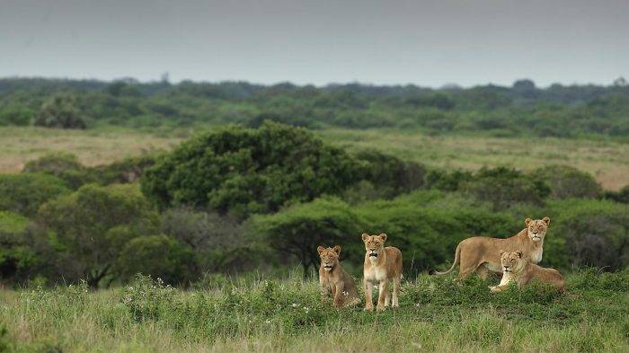 Private safari tours